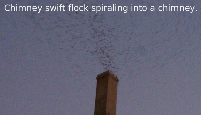 A Chimney Swift View from the Roof, from the Past to the Future