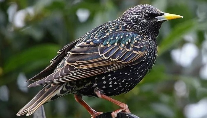 The Starling and Me