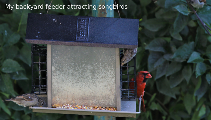 White-winged Crossbills at the Feeder: Diversity Attracting Diversity