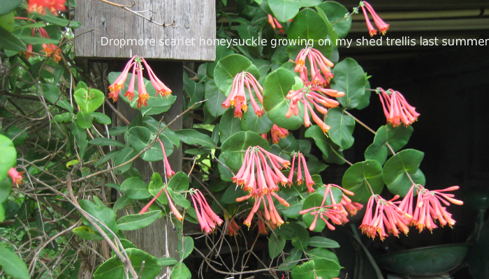 A Hummingbird Honeysuckle for Your Cold Microclimate