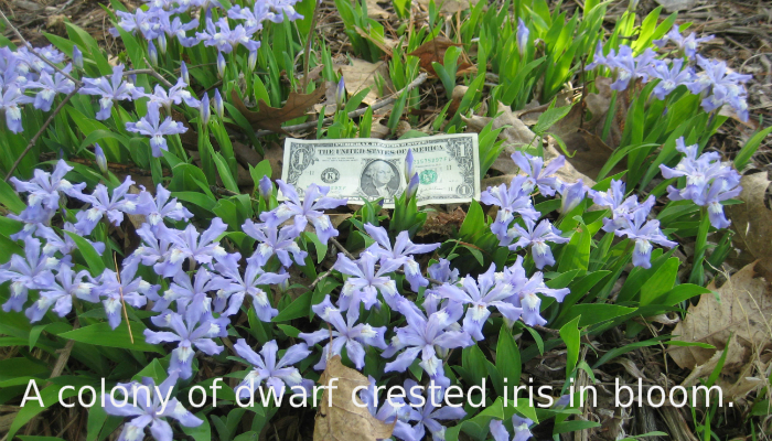 Dwarf Crested Iris, A Rare Native Woodland Species