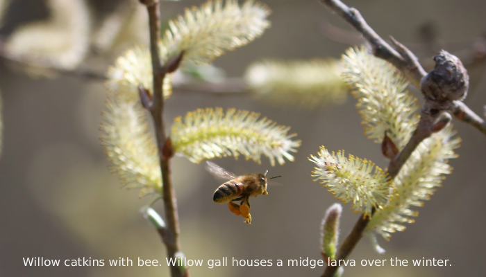 The Unsung Heroes of the Early Pollinators