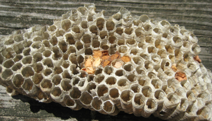 Managing Paper Wasps with Grease