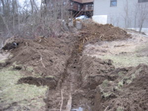 Tree Roots Damage Septic Systems