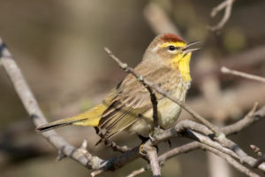 Spring Migration at Turkey Creek Nature Preserve
