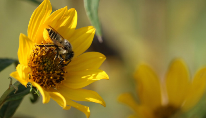 A Wonderful Neighbor: The Pollen-Bellied Leafcutter