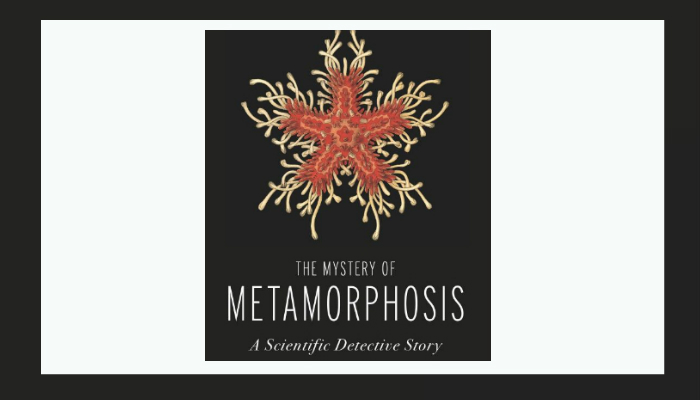 The Mystery of Metamorphosis: Revisited