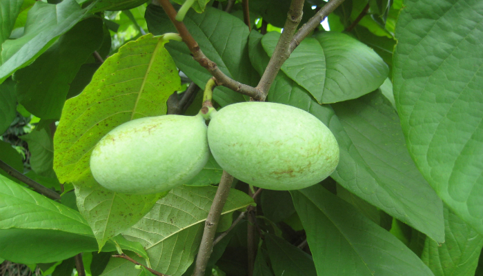 Are You Ready for Pawpaw Season?
