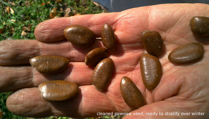 Looking to Save Pawpaw Seed?