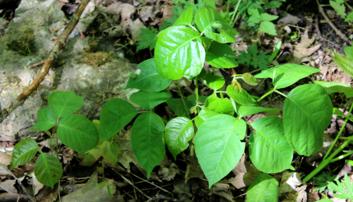 Are You Ready for Poison Ivy Season?