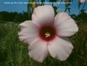 Rose Mallow: Our River Flower