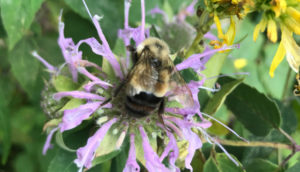 Guest Post: The Buzz on Bees - True or False