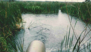 Wetlands for Water Cleanup