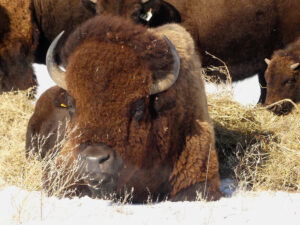 image of bison sitting in the grasses
