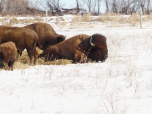 Bison feed and rest on the Meskwaki Settlement near Tama.