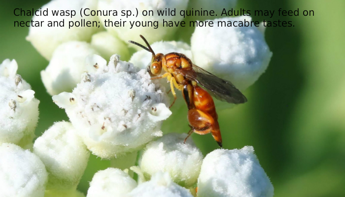 The Chalcid Wasp: Not Your Everyday Pollinator