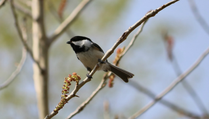 Who Doesn't Love the Charming Chickadee?