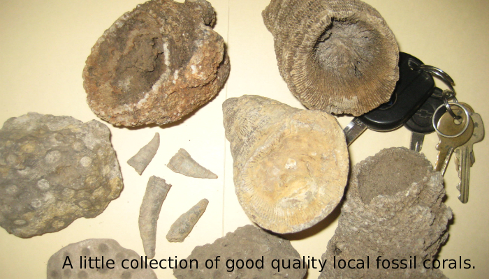 Coralville Named for its Fossils