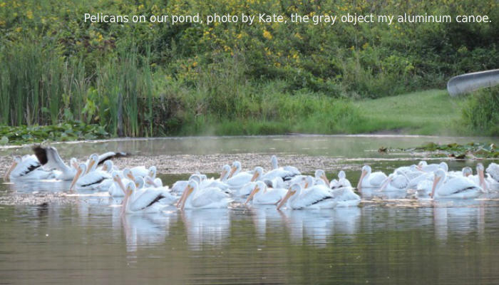 Pond Pelicans: Imagine That!