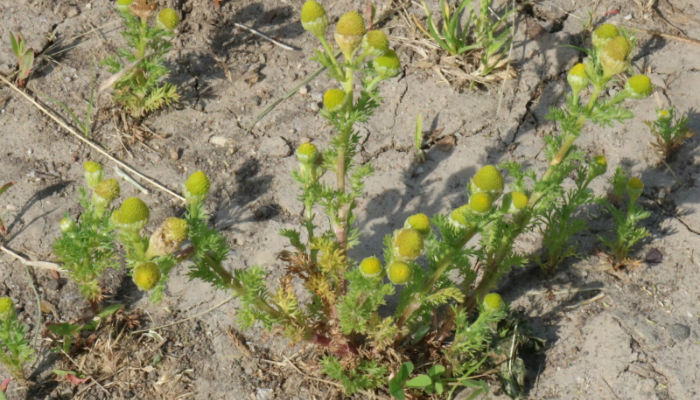 The Humble Pineapple Weed