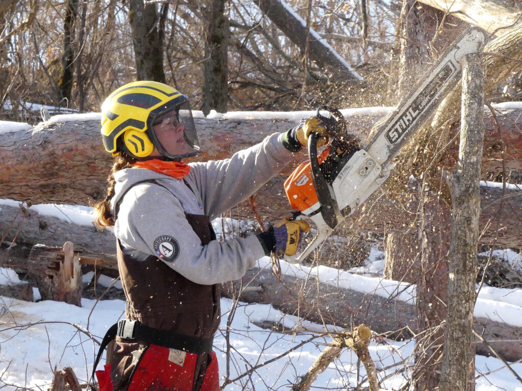 Sarah with chainsaw cutting into tree